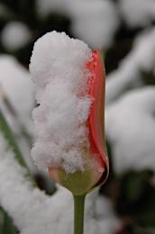 SnowyTulipdonttouch